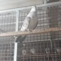 یه دونه کبوتر پرشی نر به فروش می رسد