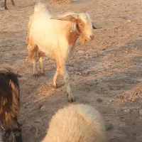 تعدادی گوسفند نری قوچ بز