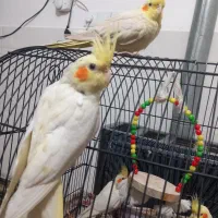 عروس هلندی|پرنده|قم, علی آباد|دیوار