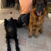 توله ژرمن اصیل