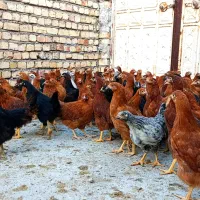 نیمچه مرغ اصل گلپایگانی اصلاح نژاد تخمگذار|حیوانات مزرعه|کاشان, خرمدشت|دیوار