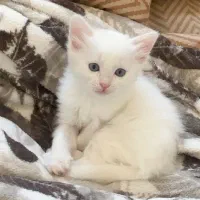 عدد بچه گربه 2ماهه