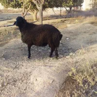 یک دونه بره نر|حیوانات مزرعه|پیشوا, |دیوار