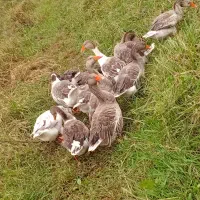 حیواناتِ مزرعه|حیوانات مزرعه|سیاهکل, |دیوار