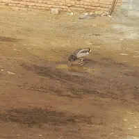 اردک پروازی|حیوانات مزرعه|نقده, |دیوار