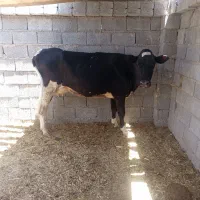 فروش گاو شیری وگوساله