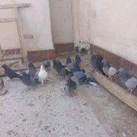 کبوتر اصفهانی