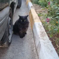 گربه پیدا شده