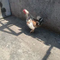 خروس گلین