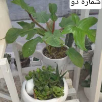 گل طبیعی|گل و گیاه طبیعی|مشهد, شفا|دیوار