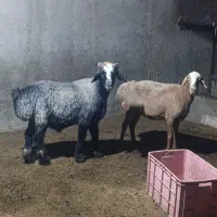 قوچ و میش|حیوانات مزرعه|چغادک, |دیوار