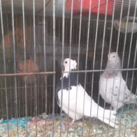 کبوتر|پرنده|قم, دورشهر|دیوار