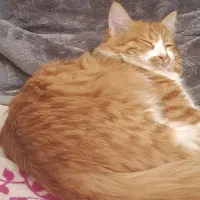 گربه خونگی|گربه|شیراز, خلیلی|دیوار