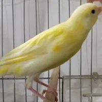 باسلام جوجه نر بشرط ریزه خونی سالم