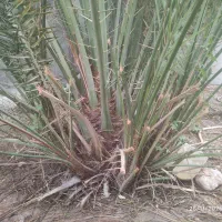 دمیت برحی اصل