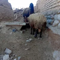 میش|حیوانات مزرعه|تربت جام, والفجر|دیوار