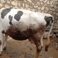 گاوه دورگه داشتی