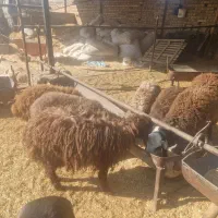 بره ماده شال پشند