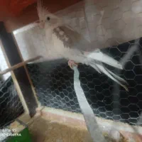 عروس هلندی دو کت  ماده|پرنده|اردبیل, |دیوار