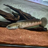 چانا گلدن کبری