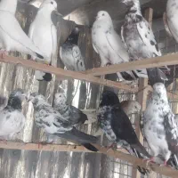 کبوتر