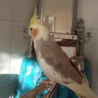 عروس هلندی سخنگو|پرنده|اصفهان, فجر|دیوار