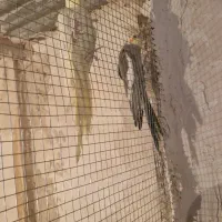 عروس هلندی|پرنده|زاهدان, |دیوار