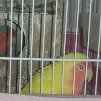 یک جف کوتوله مولد