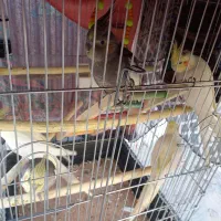 عروس هلندی|پرنده|زرندیه, |دیوار