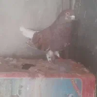 کبوتر پرش وبازی دار