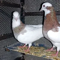 کبوتر رنگی|پرنده|خفر, |دیوار