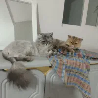 واگذاری بریتیش نر و ماده