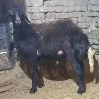 قوچ و بره قوچ کیلویی|حیوانات مزرعه|ملایر, |دیوار