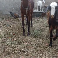 یک بز ماده پاکستانی اصل سالم سالم سالم|حیوانات مزرعه|مشهد, امیرآباد|دیوار