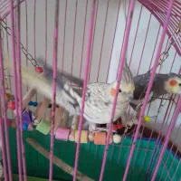 فروش‌عروس‌هلندی‌ماده