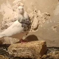 طوقی درجه یک