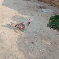 بوقلمون نروماده|حیوانات مزرعه|گنبد کاووس, |دیوار