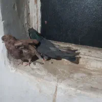 دو جفت سرول|پرنده|درگزین, |دیوار