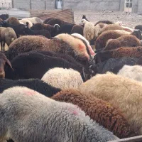 گوسفند زنده  باقصاب