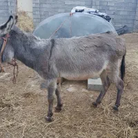 الاغ ماده|حیوانات مزرعه|آشخانه, |دیوار