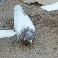 چندتا کفتر بازی کن وپرش بالا