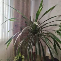 گل پاندانوس