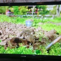 ال ای دی 55 کره ایی