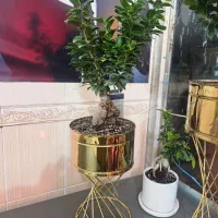 گل های آپارتمانی|گل و گیاه طبیعی|بوکان, |دیوار