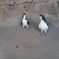 کبوتر رنگی|پرنده|قزوین, |دیوار