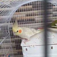 جفت عروس هلندی