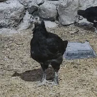 جوجه خروس و جوجه مرغ محلی|حیوانات مزرعه|ارژن, |دیوار