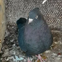 کفتر|پرنده|شیراز, دلجو|دیوار