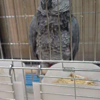 کاسکو رام باهوش ۲۰ کلام نر زیبا درشت|پرنده|تهران, اسکندری|دیوار