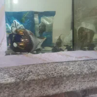 سیچیلاید گورخری جفت